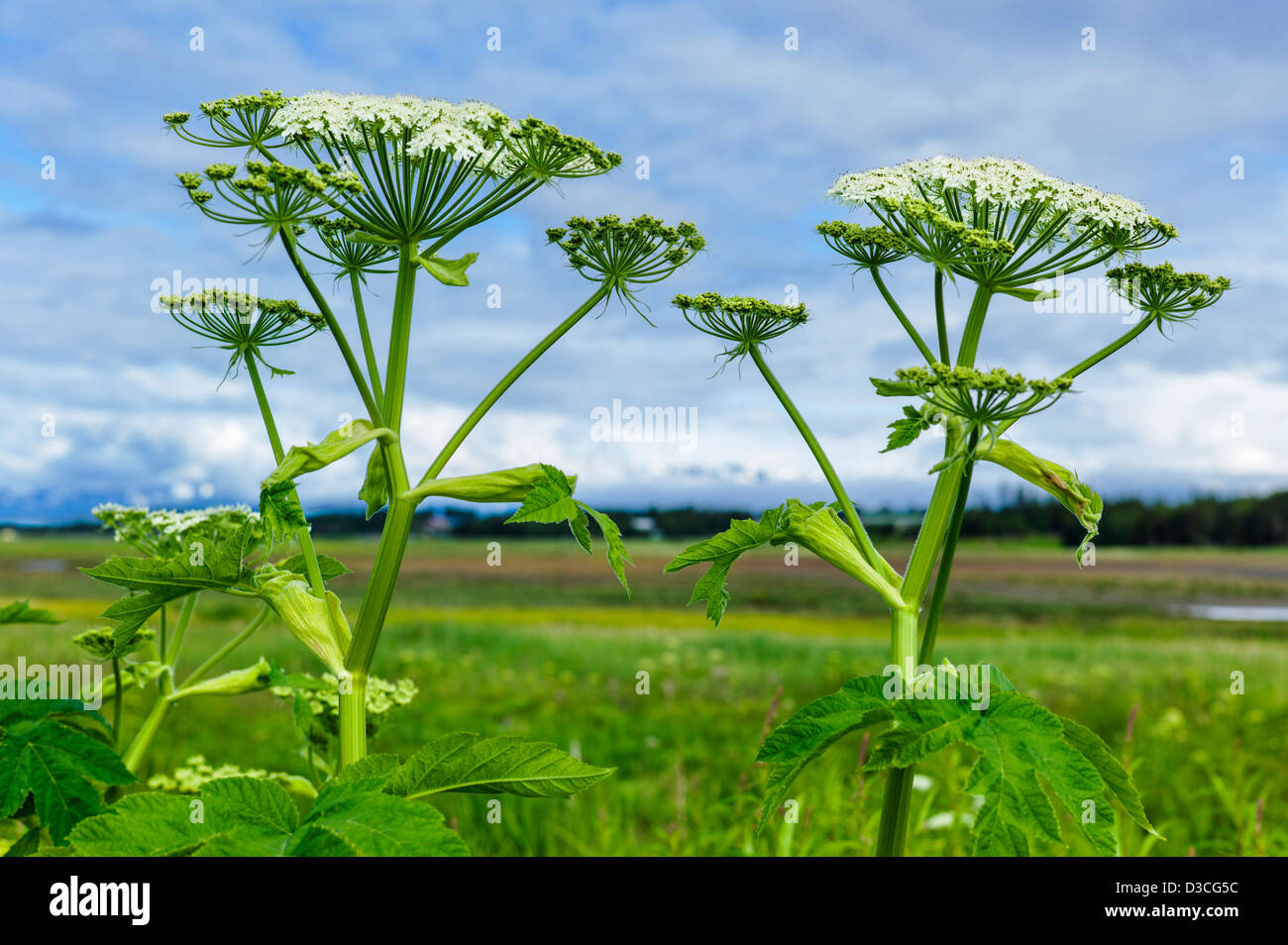 Cow Parsnip (Heracleum lanatum, Parsley, Apiaceae) along Beluga Slough