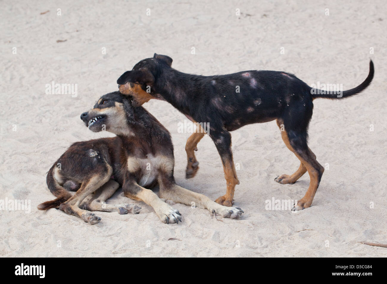 Domestic village 'Bush' Dogs (Canis lupus familiaris). Semi-feral well grown puppies at play. Covered in skin lesions. Stock Photo