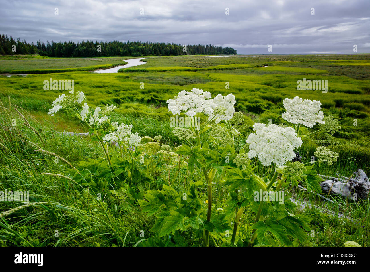 Cow Parsnip (Heracleum lanatum, Parsley, Apiaceae) and marsh grasses near Beluga Bay and Homer Spit, Homer, Alaska, USA Stock Photo