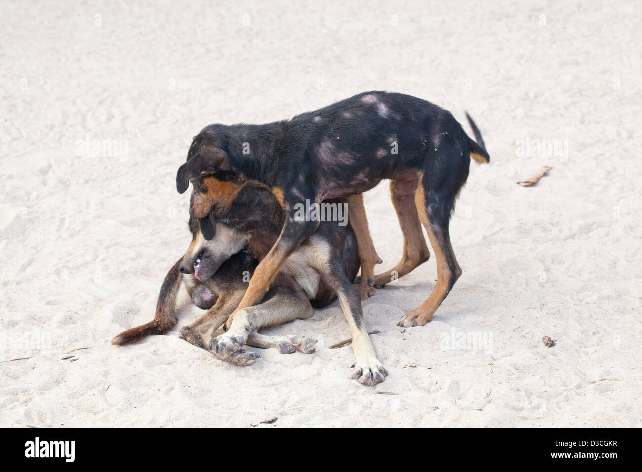 Domestic village 'Bush' Dogs (Canis lupus familiaris). Semi-feral well grown puppies at play. Covered in skin lesions. Stock Photo