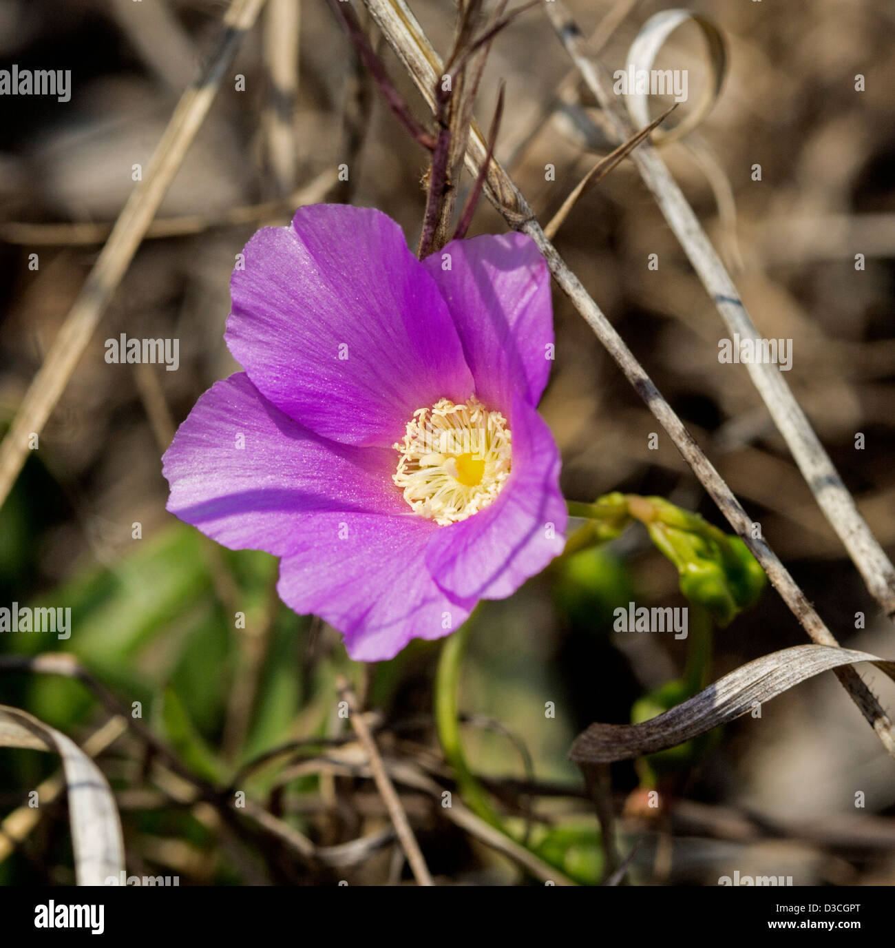 Gaudy pink flower of Calandrinia balonensis syn. Parakeelya balonensis - an Australian wildflower blooming in the outback Stock Photo