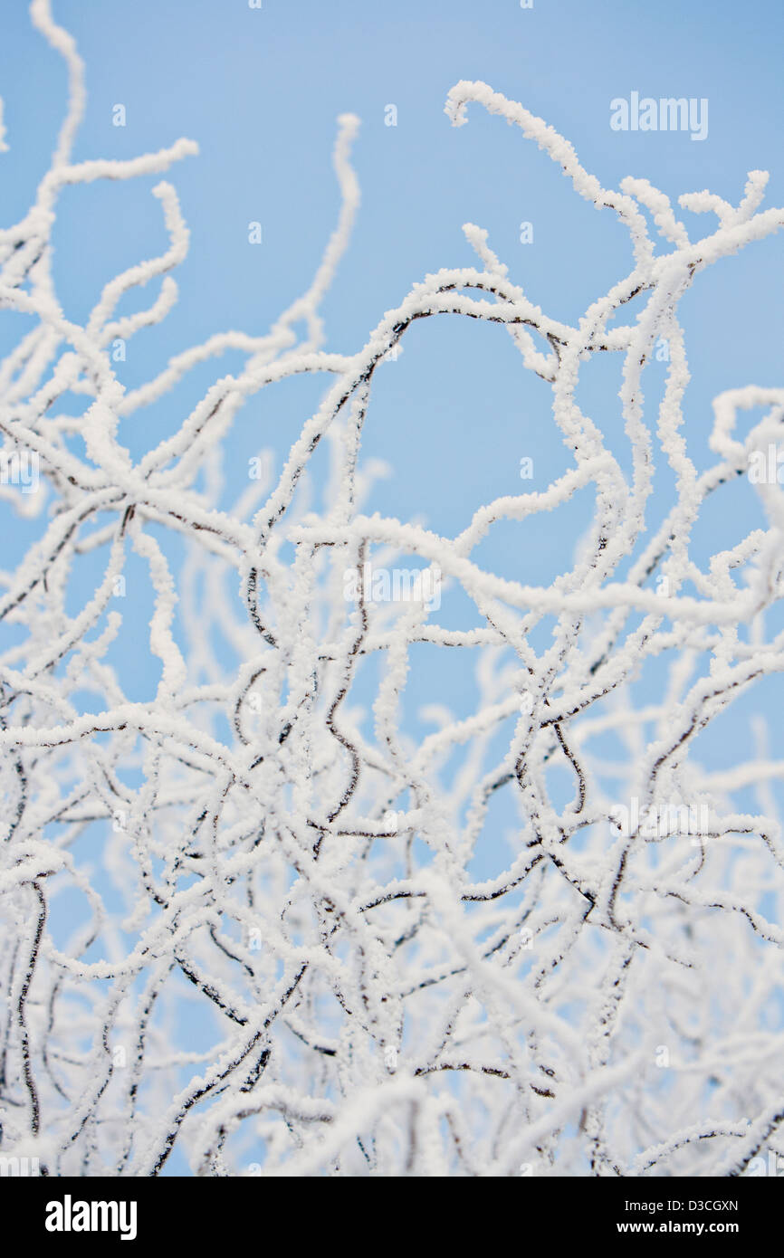 frozen twigs in winter Stock Photo