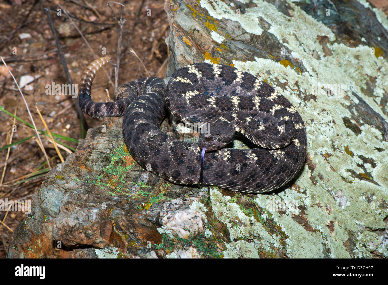 Arizona Black Rattlesnake Crotalus cerberus Happy Valley, Pima County ...