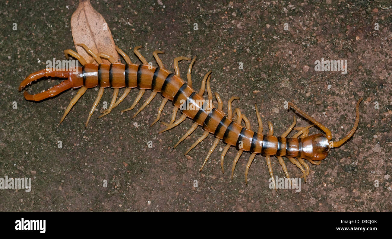 Orange / brown centipede with black stripes, large pincers, and numerous legs wriggling across a dark coloured rock Stock Photo