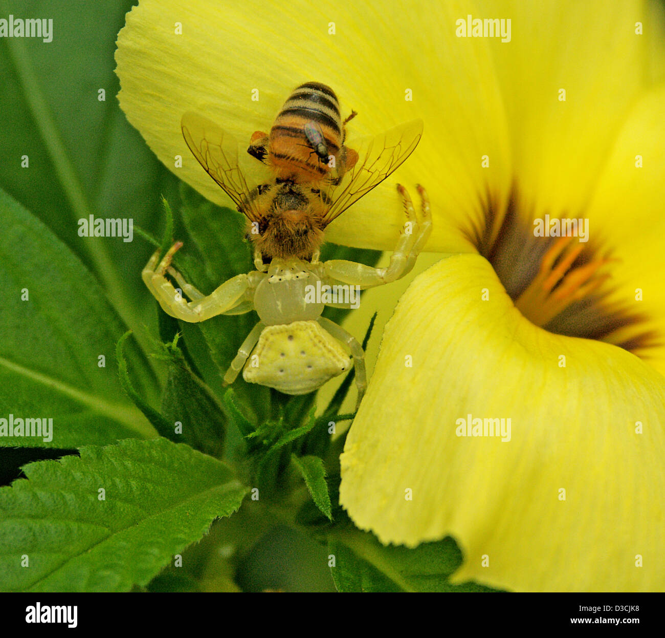 Yellow flower spider Thomisus spectabilis grasping its prey, a bee, on the bright yellow petals of a garden flower - Turnera elegans Stock Photo