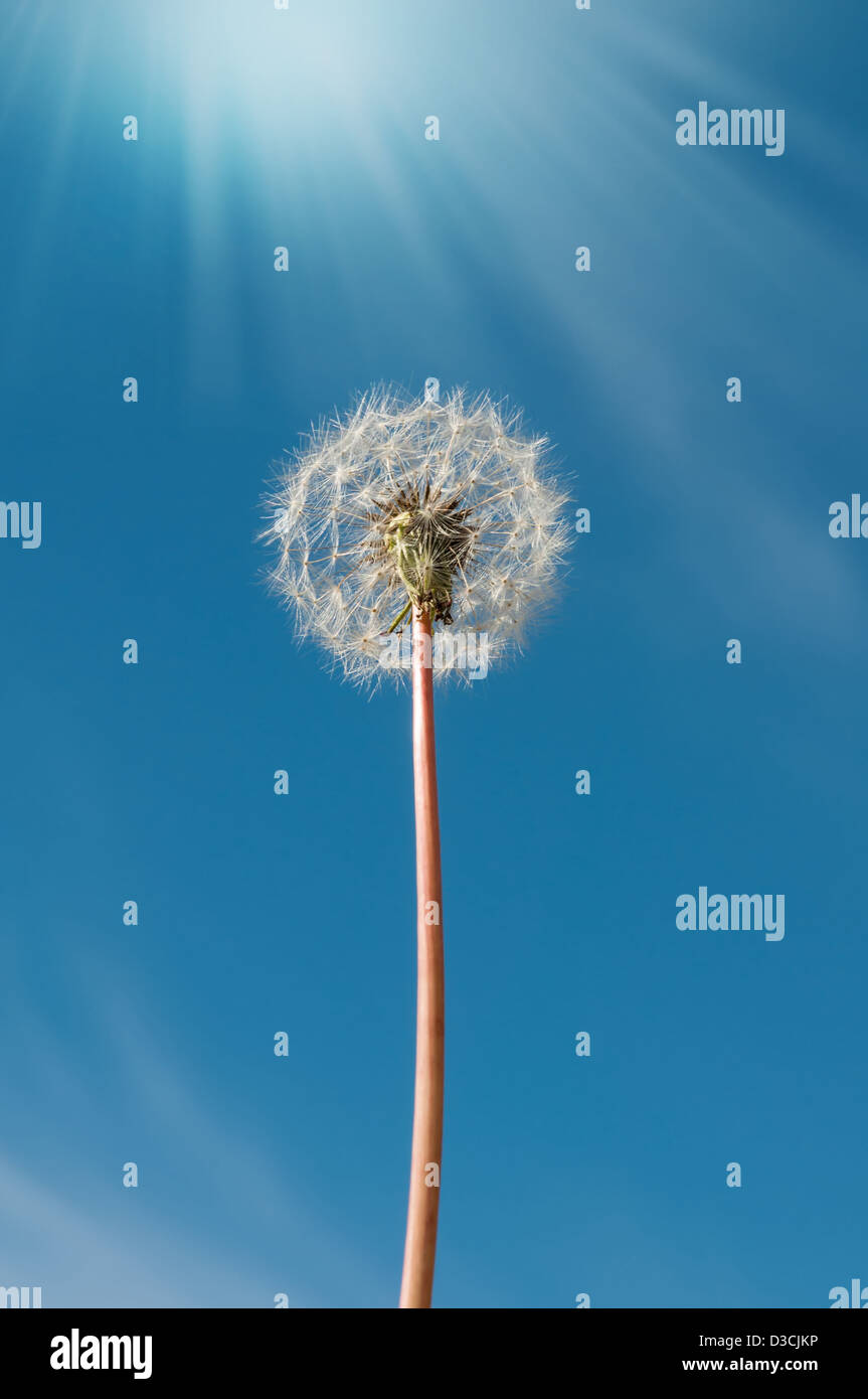 Dandelion against the sky, the sun's rays Stock Photo