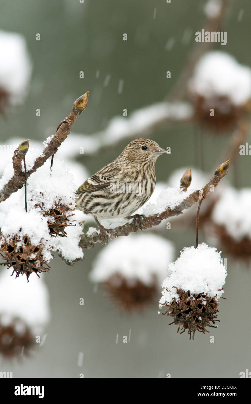 Pine Siskin in Snow Covered Sweetgum Tree bird birds songbird songbirds Ornithology Science Nature Wildlife Environment siskins winter vertical Stock Photo