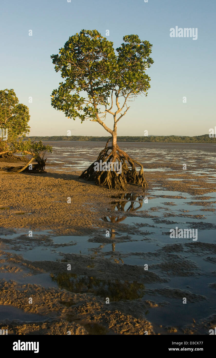 Mangrove tree with exposed roots and shallow pools of water at low tide