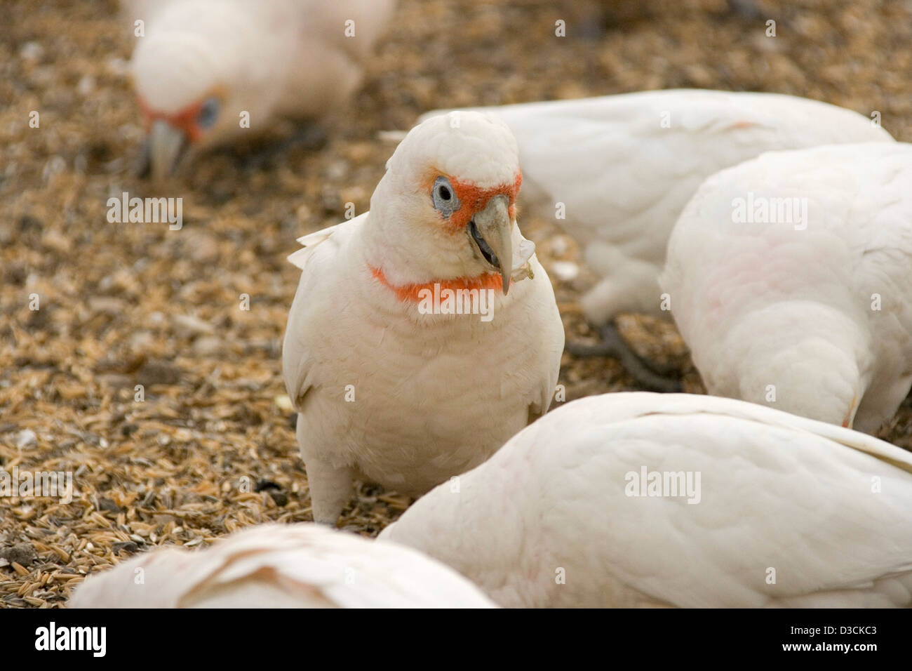 Flock of long billed corellas - Australian parrots - in the wild, feeding on the ground on grain spilled from a storage silo Stock Photo