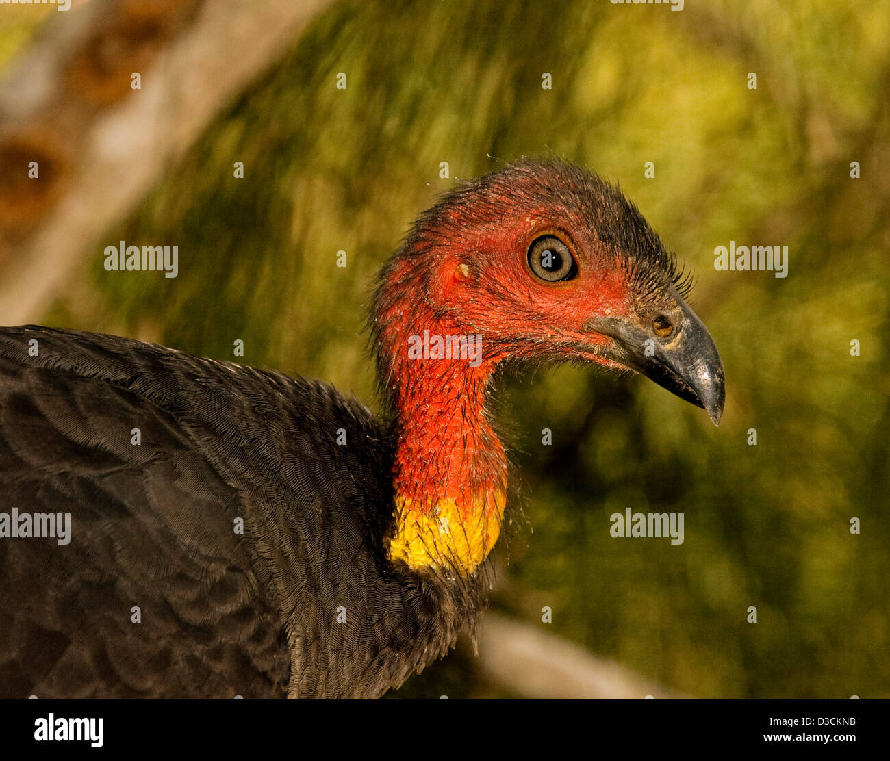 Close up of male Australian scrub / brush turkey Alectura lathami in the wild - showing red head, neck, and face and bright eye. Stock Photo