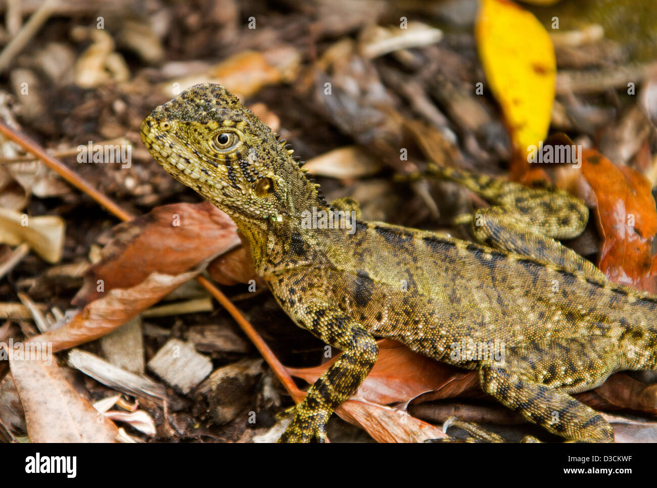 Young eastern water dragon lizard among fallen leaves of native woodlands in the wild in Australia Stock Photo