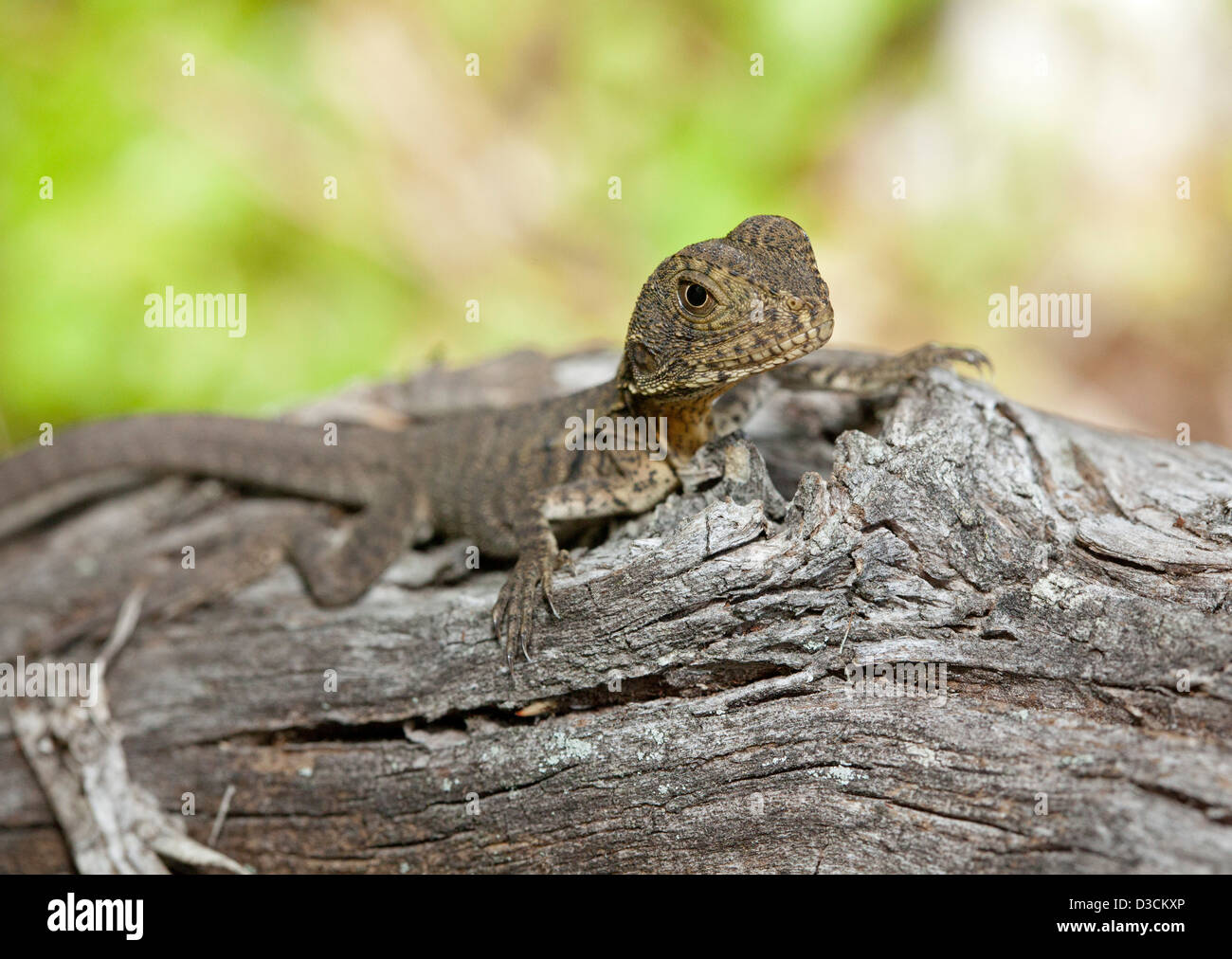 Baby eastern water dragon lizard on log in the wild in Australia Stock Photo