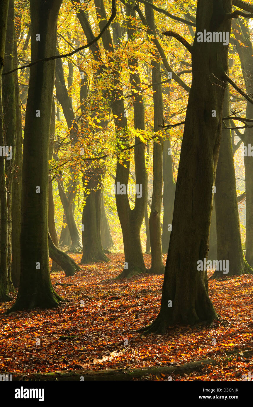 A view of Ashridge Forest in the Autumn mist UK Stock Photo