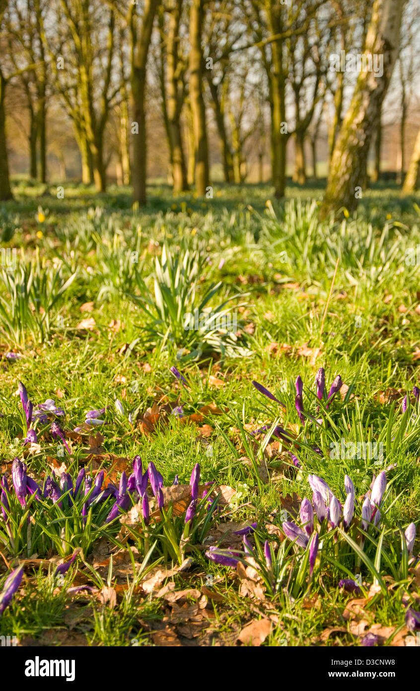 Crocuses in the field hi-res stock photography and images - Alamy