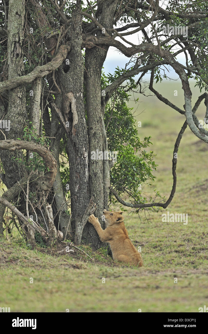 The Marsh pride of lions in the Masai Mara, Kenya, Africa Stock Photo