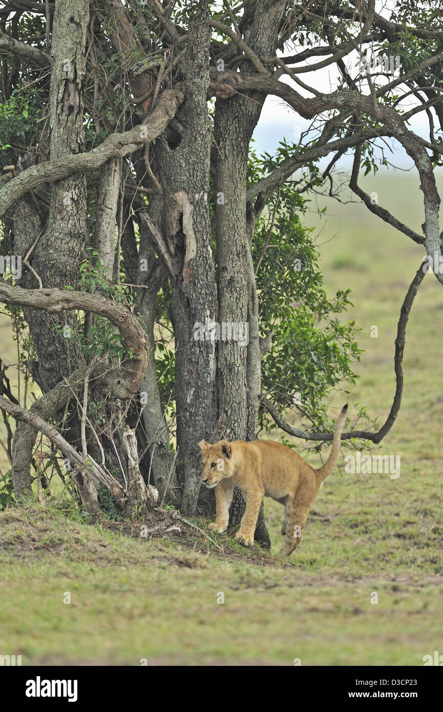 The Marsh pride of lions in the Masai Mara, Kenya, Africa Stock Photo