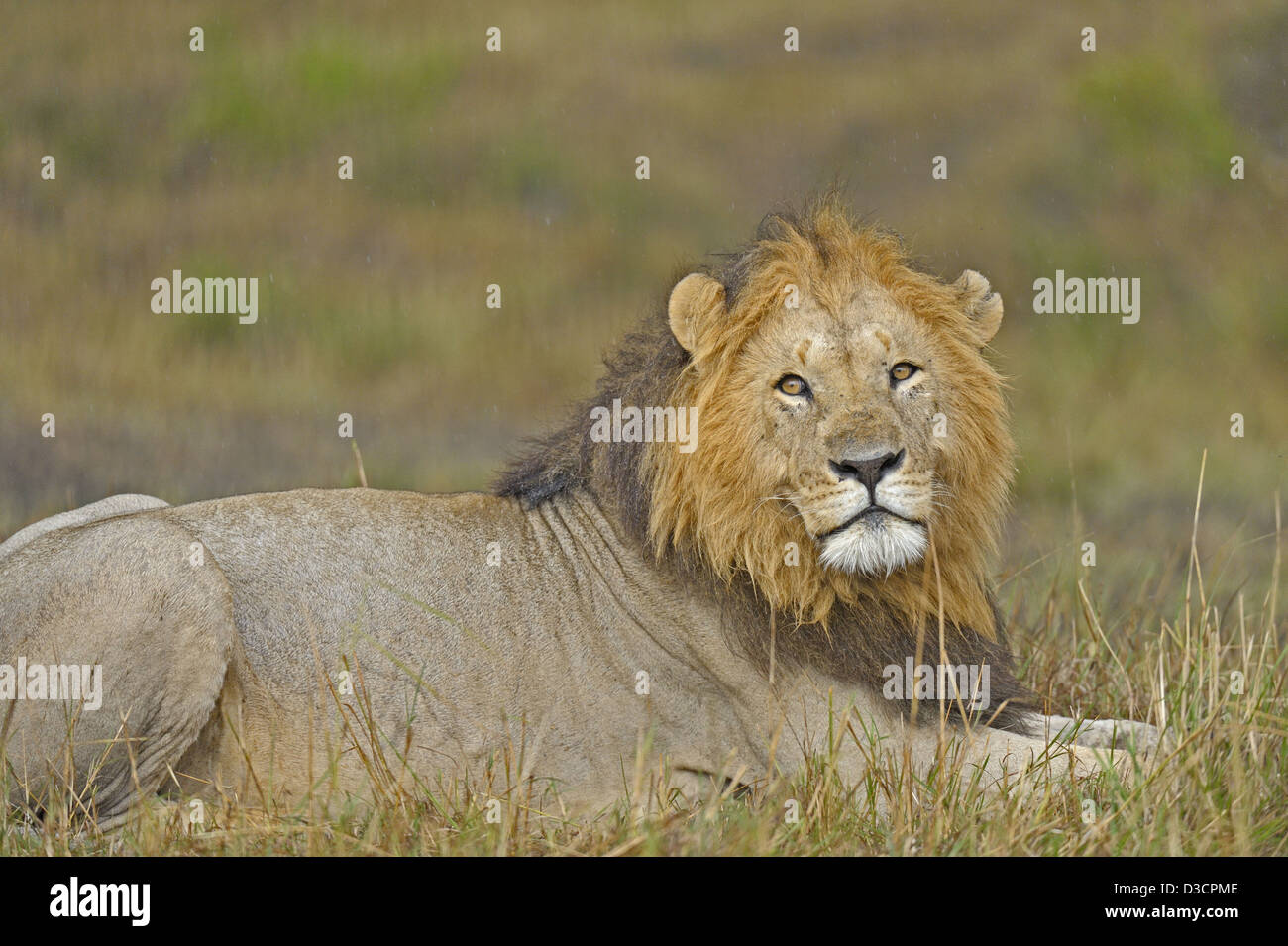Male lion in the mara hi-res stock photography and images - Alamy