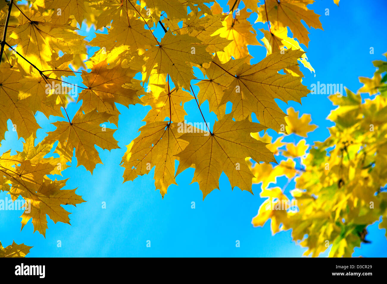 yellow maple leaves in park Stock Photo - Alamy