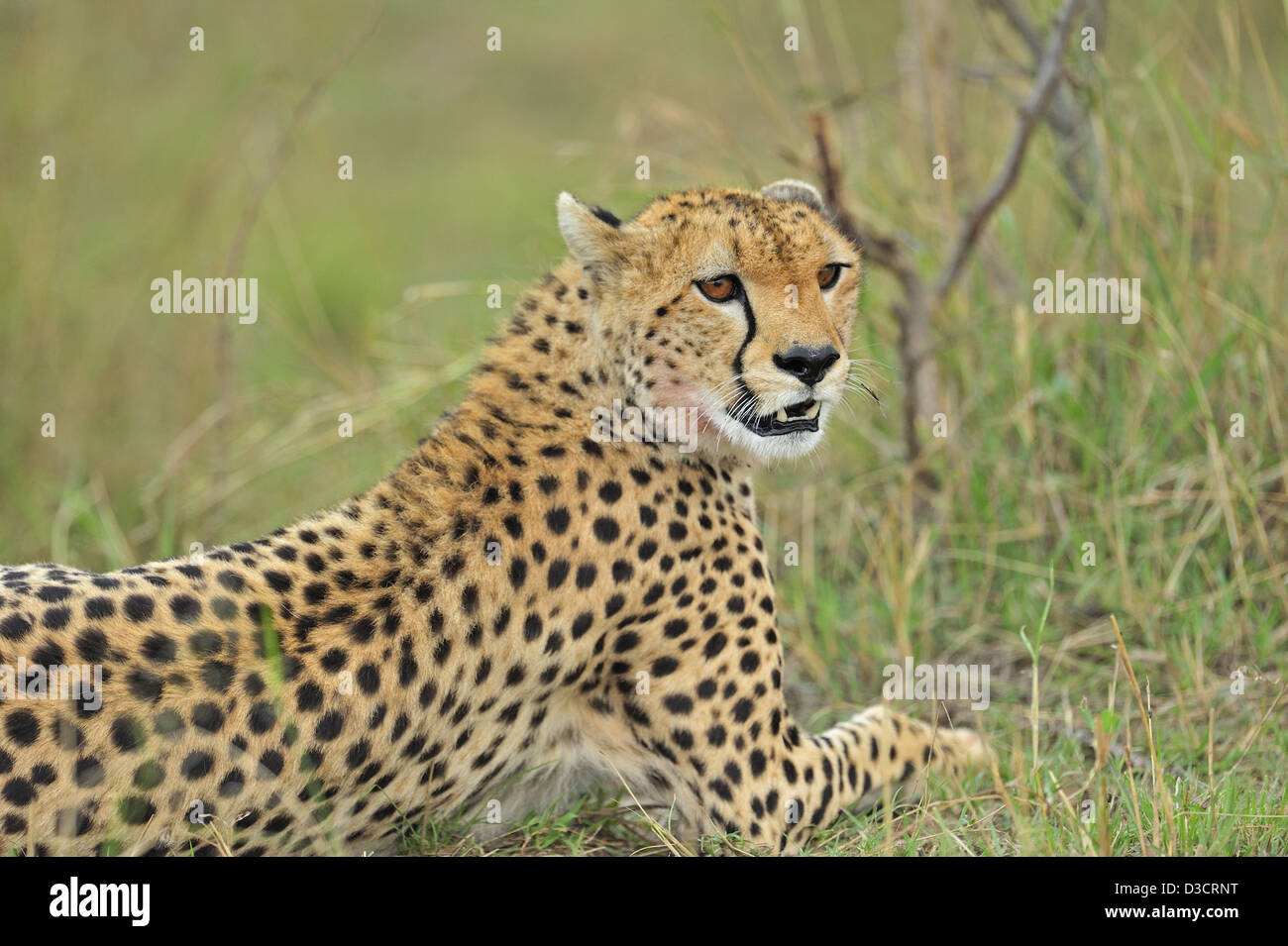 Cheetah in the grasslands of Masai Mara in Kenya, Africa Stock Photo
