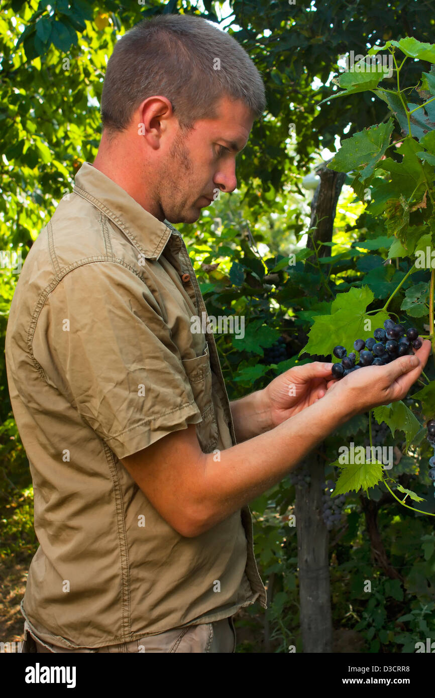 Vintner or grape grower inspecting the Cabernet sauvignon grape harvest Stock Photo