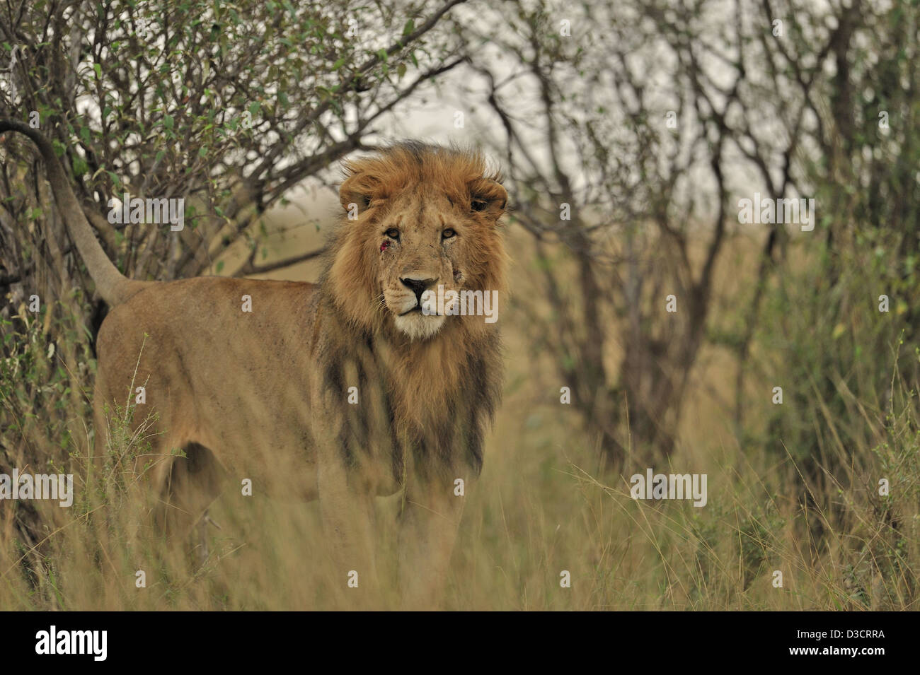 Male lion in the forests of Masai Mara, Kenya, Africa Stock Photo