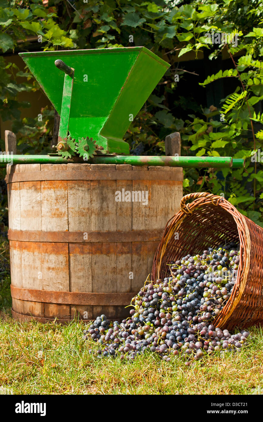 Freshly harvested wine grapes spilling from a whicker basket with a wine barrel and a vintage grape crusher Stock Photo