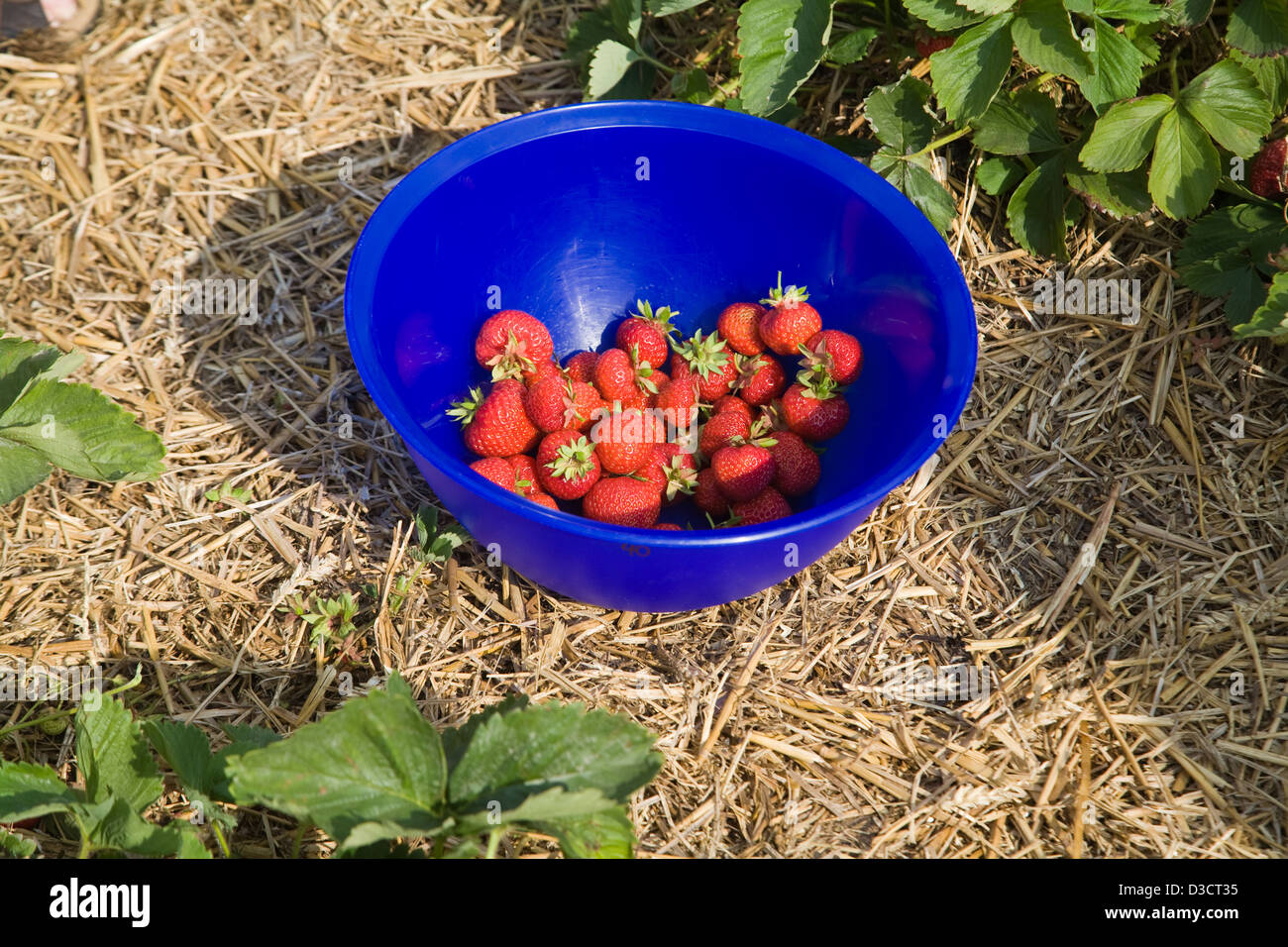 Warleberg, Germany, even a bowl of fruit harvest Stock Photo