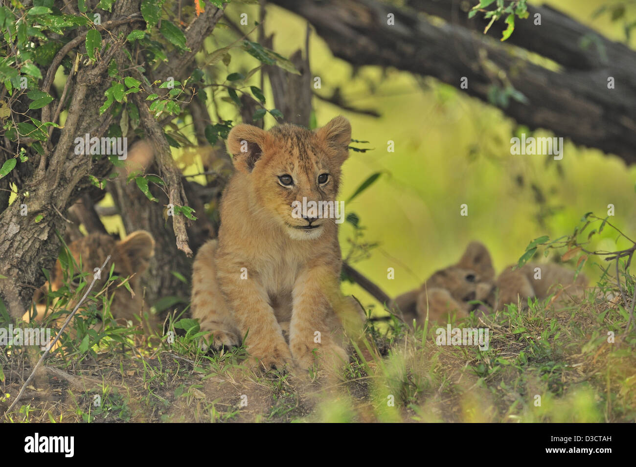 Playful Lion Cubs In The Masai Mara Kenya Africa Stock Photo Alamy