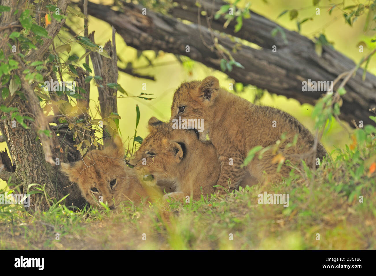 Playful Lion Cubs In The Masai Mara Kenya Africa Stock Photo Alamy