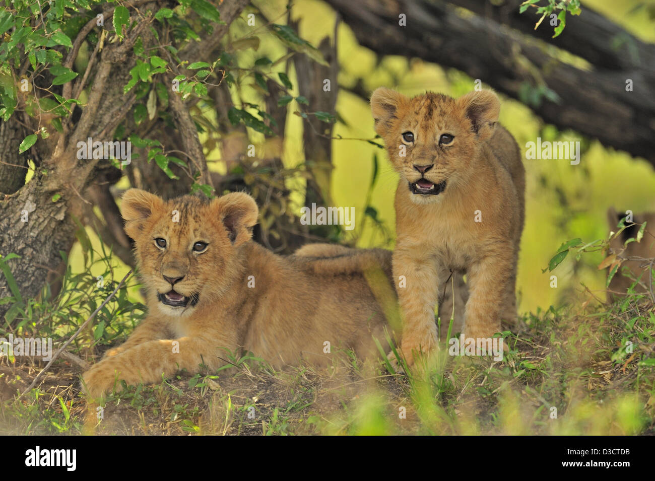 Playful Lion Cubs In The Masai Mara Kenya Africa Stock Photo Alamy