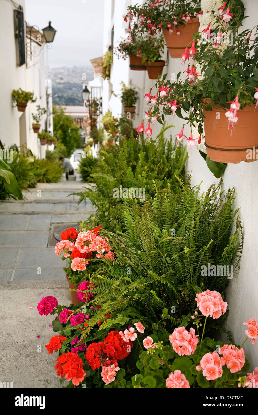 Flor del sol hi-res stock photography and images - Alamy