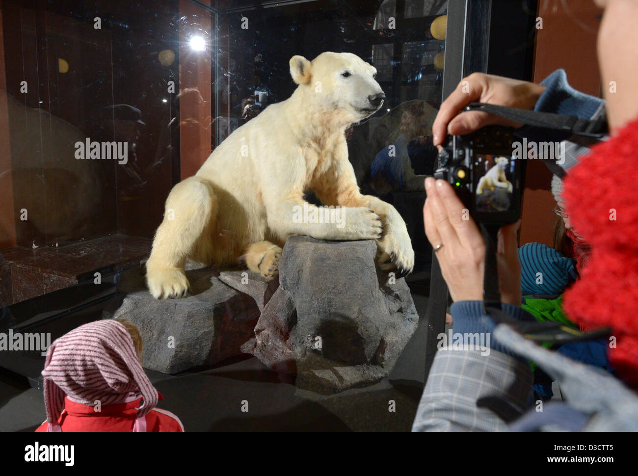 A model of polar bear Knut is exhibited at the Museum of Natural History in Berlin, Germany, 16 February 2013. According to reports, Knut's body was not stuffed, but his fur was used in the sculpture. The polar bear is exhibited at the museum for one month from 16 February. Knut achieved world-wide fame in Berlin Zoo until his untimely death in 2011. Photo: Rainer Jensen Stock Photo
