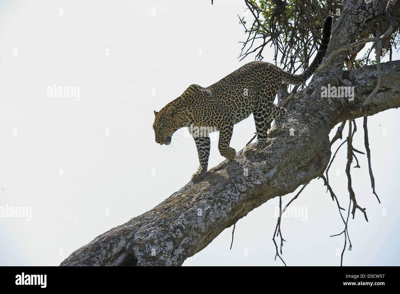 African Leopard (Panthera pardus pardus) walking down a tree in Masai Mara in Kenya, Africa Stock Photo
