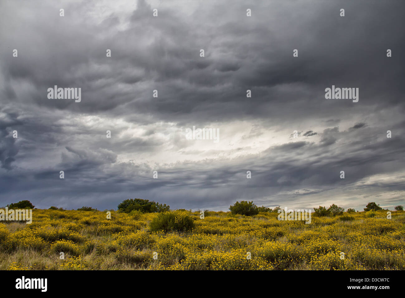 he Southern section of Addo Elephant National Park On a stormy and moody afternoonin South Africa Stock Photo