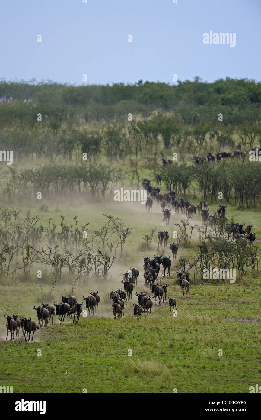 Wildebeest (or wildebeest, wildebeests or wildebai, gnu) on the run in Masai Mara, Kenya, Africa Stock Photo