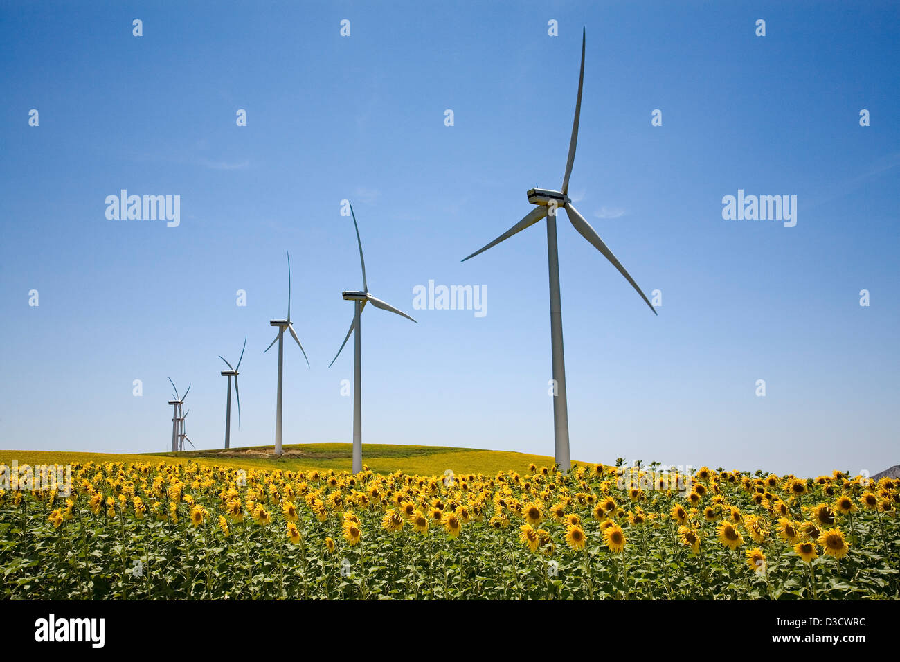 Windmills Wind Energy Field of Sunflowers Tarifa Cadiz Andalusia Spain Stock Photo