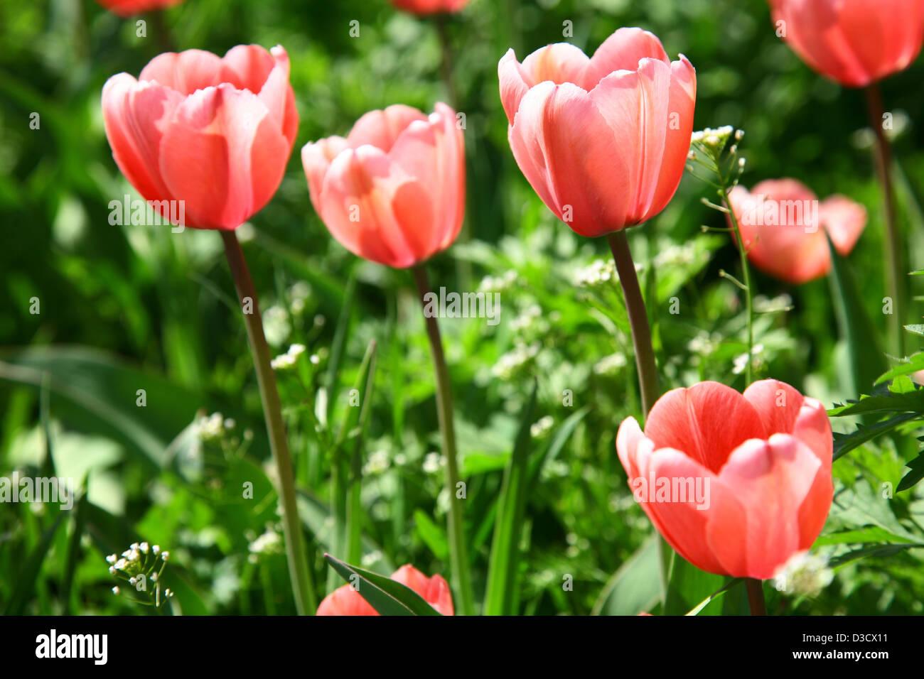 Spring pink flowers on green background Stock Photo