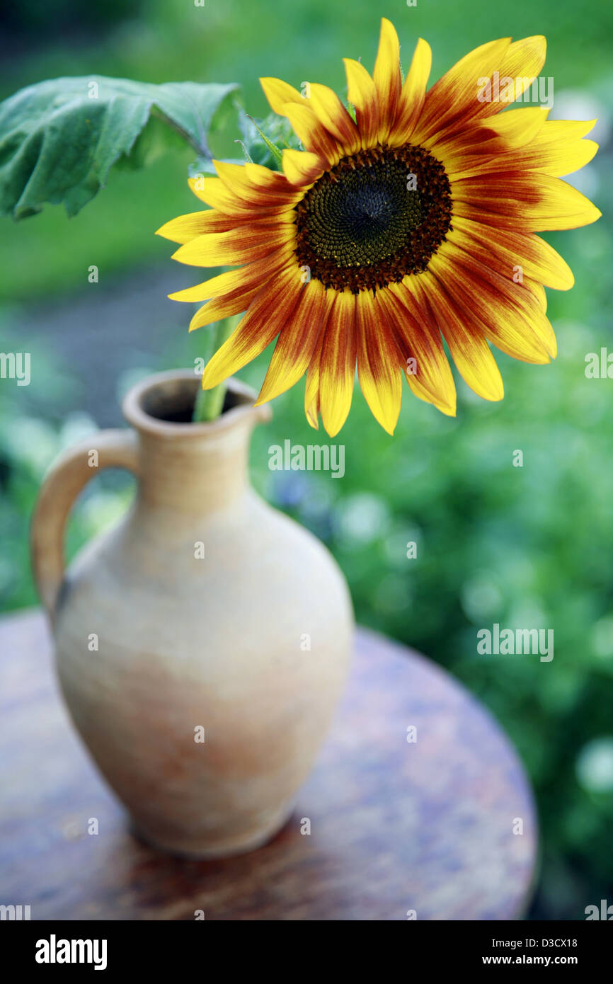 Sunflower in a vase closeup Stock Photo Alamy