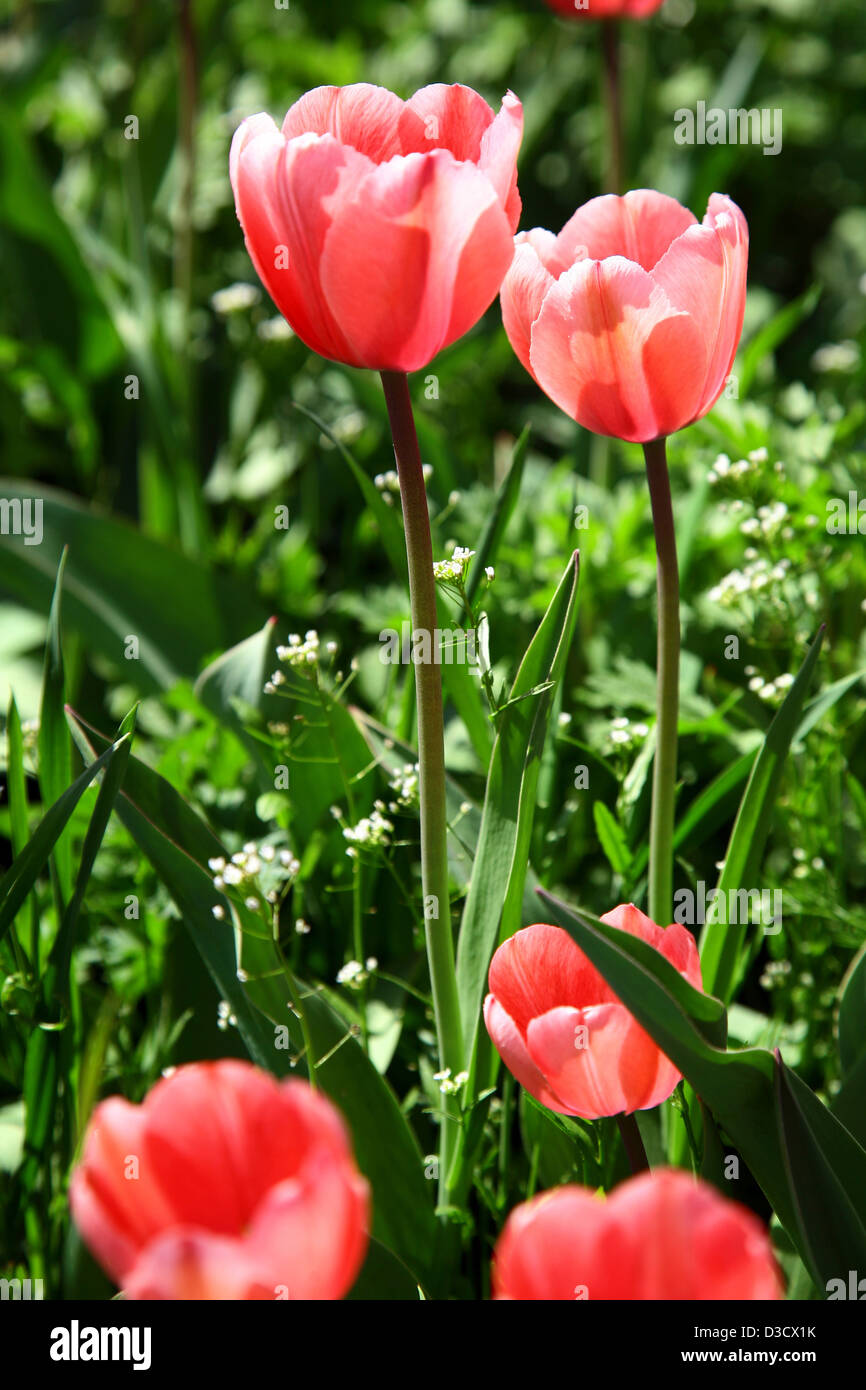 Sunlight pink tulips Stock Photo