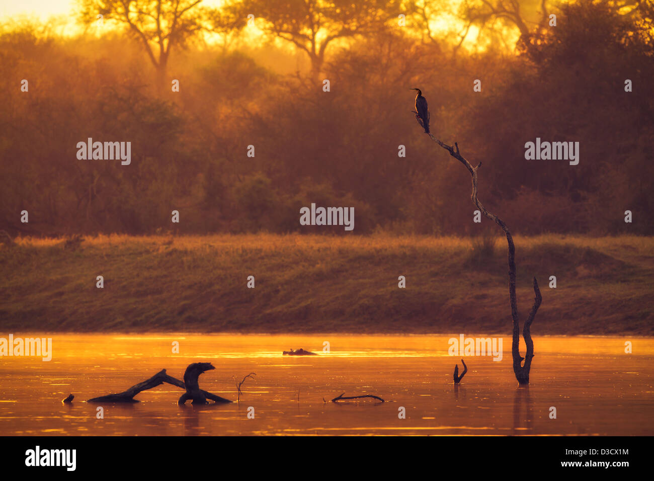 A dam at sunrise in golden light with a Hippo in the water and an African Darter perched on a tree in Kruger, South Africa Stock Photo