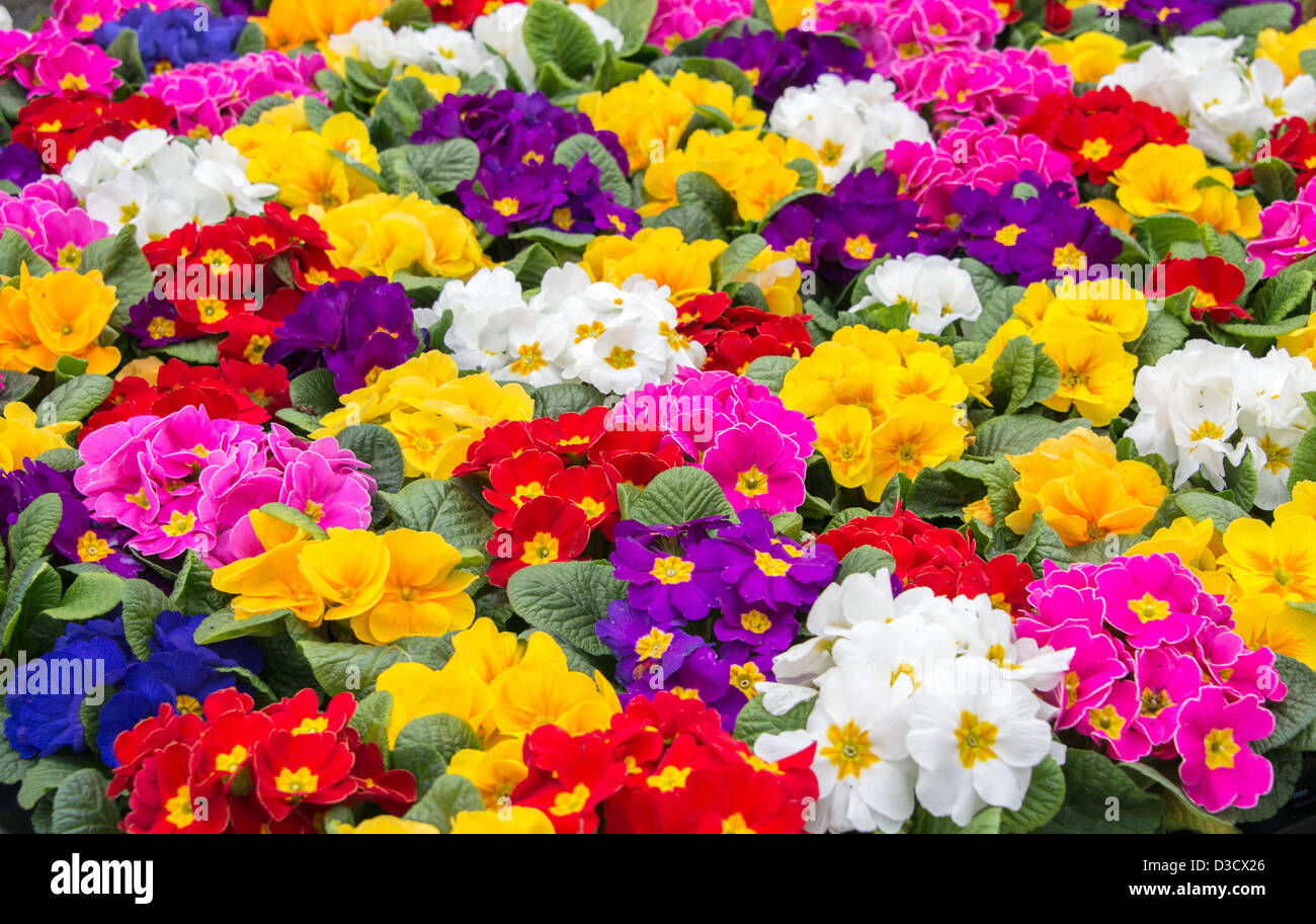 primula flowers in red yellow pink and white Stock Photo - Alamy