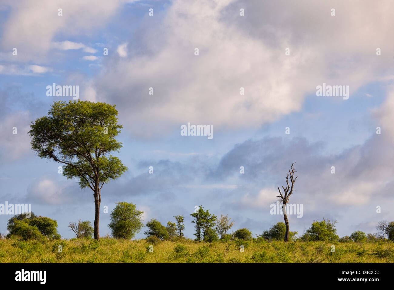 Landscape image of the open plains north of Lower Sabie in the Kruger National Park in South Africa Stock Photo