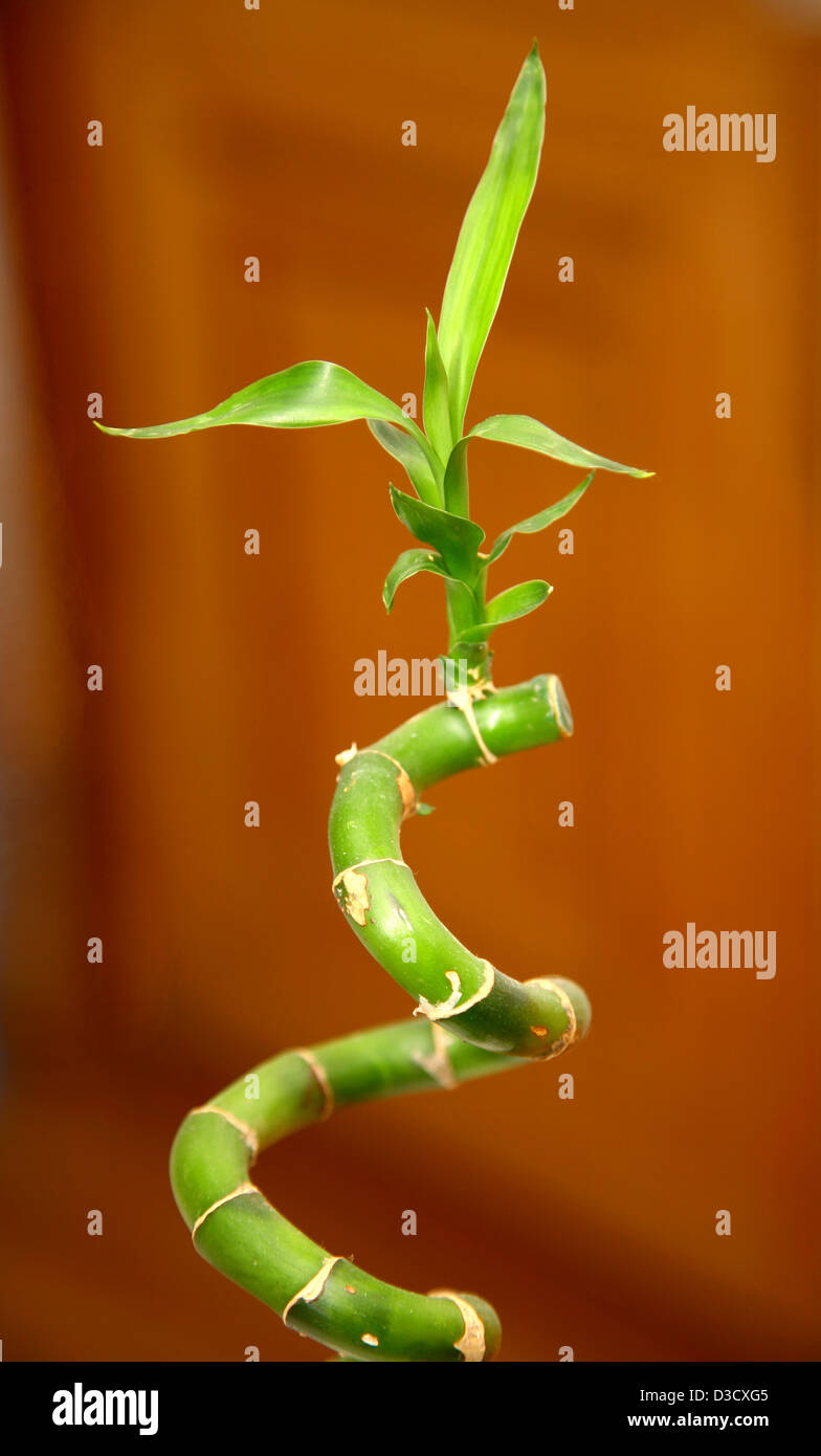 Bamboo spiral Stock Photo
