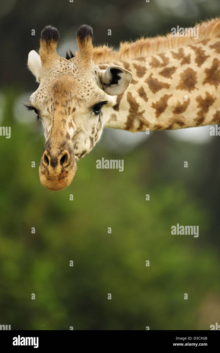 Eye level head shot of a Masai giraffe Stock Photo