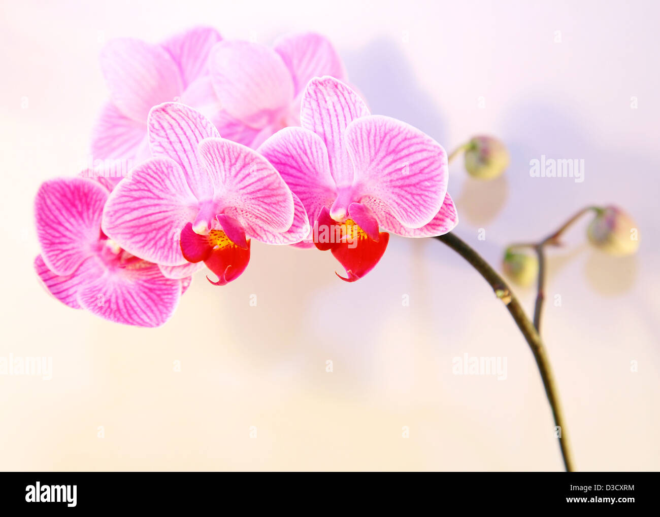Pink streaked orchid flower and shadow on white background Stock Photo ...