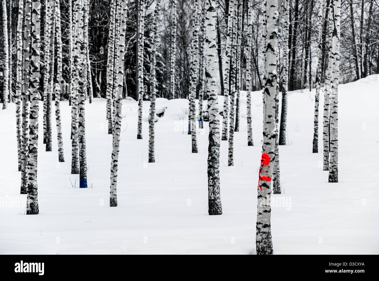 Birch forest in winter with color markings on some trees Stock Photo