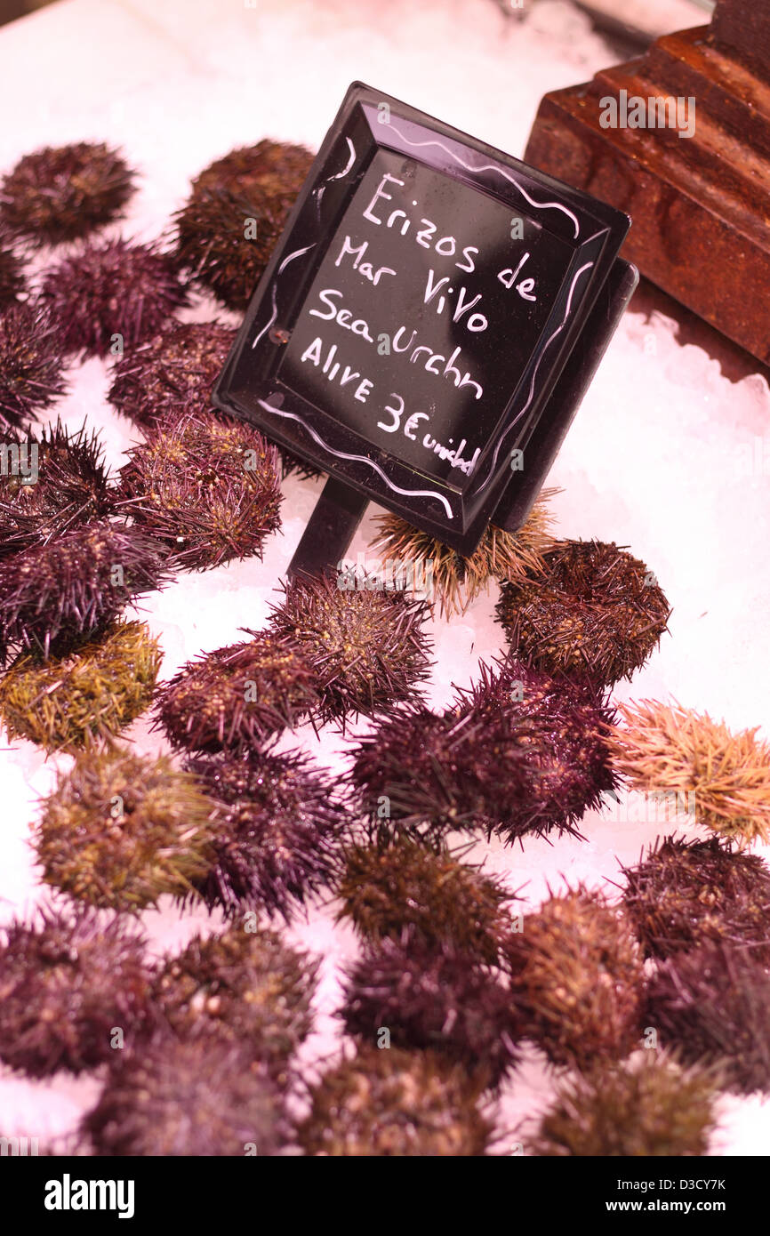 Erizos Stock Photos Erizos Stock Images Alamy - 