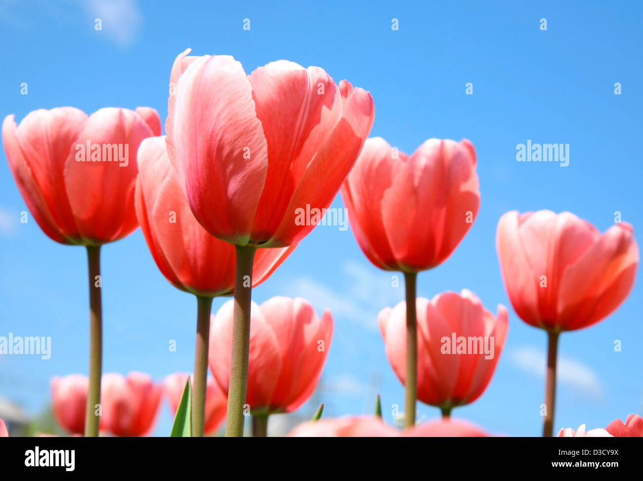 Beautiful pink spring tulips on blue sky Stock Photo
