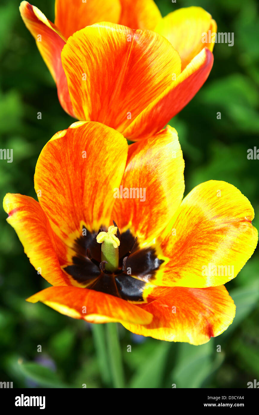 Beautiful spring flower Stock Photo