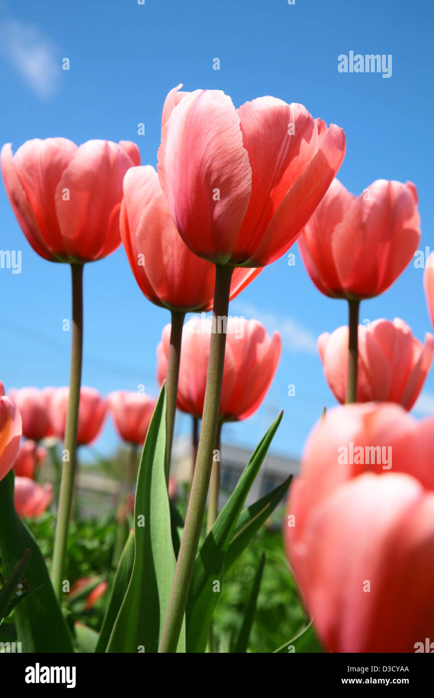 Beautiful spring flowers on blue sky Stock Photo